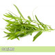 Tarragon -法國龍艾 Tarragon -法國龍艾
